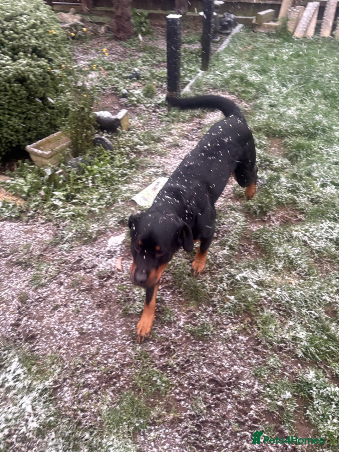 Mixed Breed dogs for sale:  Beautiful natured girl - Advert 13