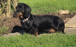 Miniature Dachshund dogs for sale: Miniature dachshund female - Image 28