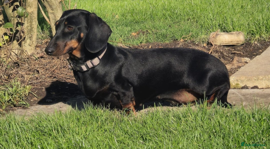 Miniature Dachshund dogs for sale: Miniature dachshund female - Image 28