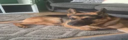 German Shepherd dogs for sale: Male German shepherd  - Advert 1