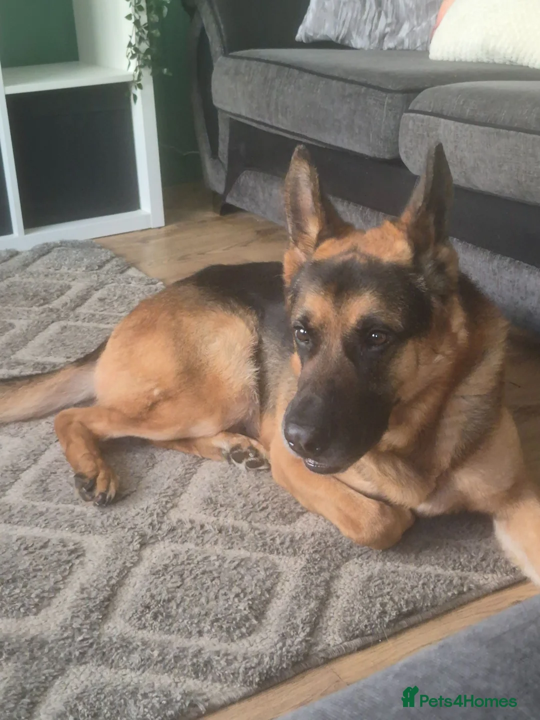 German Shepherd dogs for sale: Male German shepherd  - Advert 1