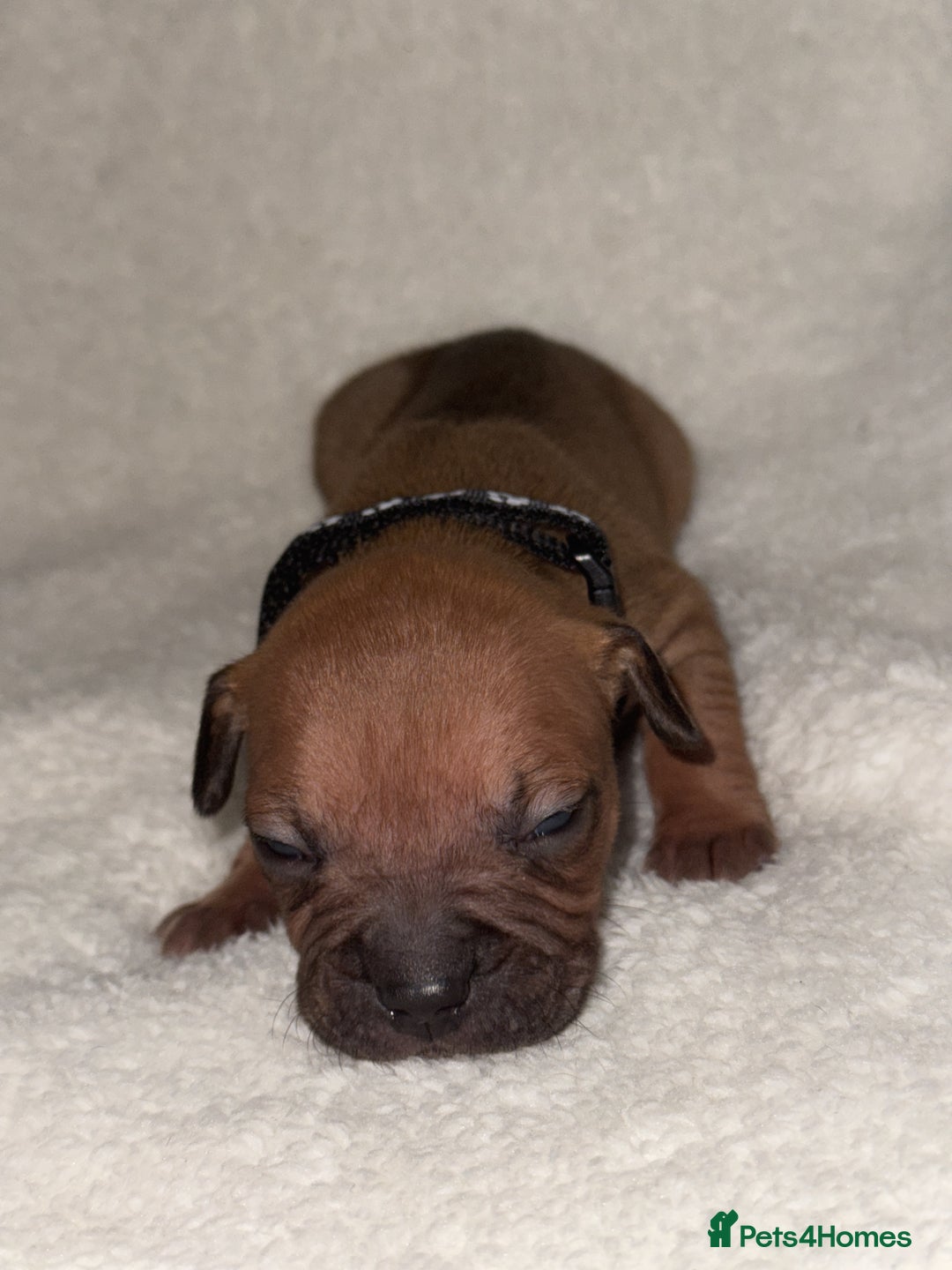 Mixed Breed dogs for sale: Fraffy puppies (staffy x french bulldog) - Advert 10