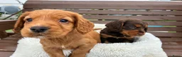 Cocker Spaniel dogs for sale:  🐾 KC Registered Cocker Spaniel Puppies - Advert 5