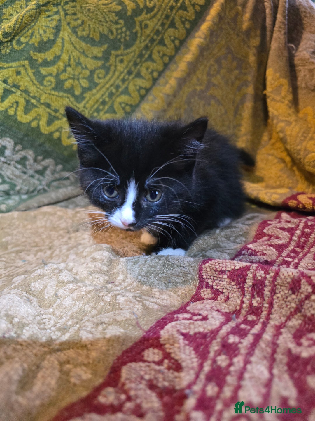 Mixed Breed cats for sale: Five adorable kittens for sale.  - Advert 2