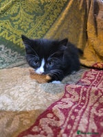 Mixed Breed cats Five adorable kittens for sale. - Advert 4