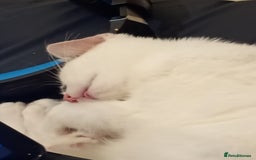 Mixed Breed cats for sale: Friendly kitten for sale to go to a loving home. - Image 10