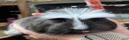 Guinea Pig rodents for sale: Baby guinea pigs  - Advert 11