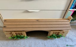 Hermann Tortoise reptiles for sale: Two Dwarf Hermann Tortoises & full set-up - Image 15
