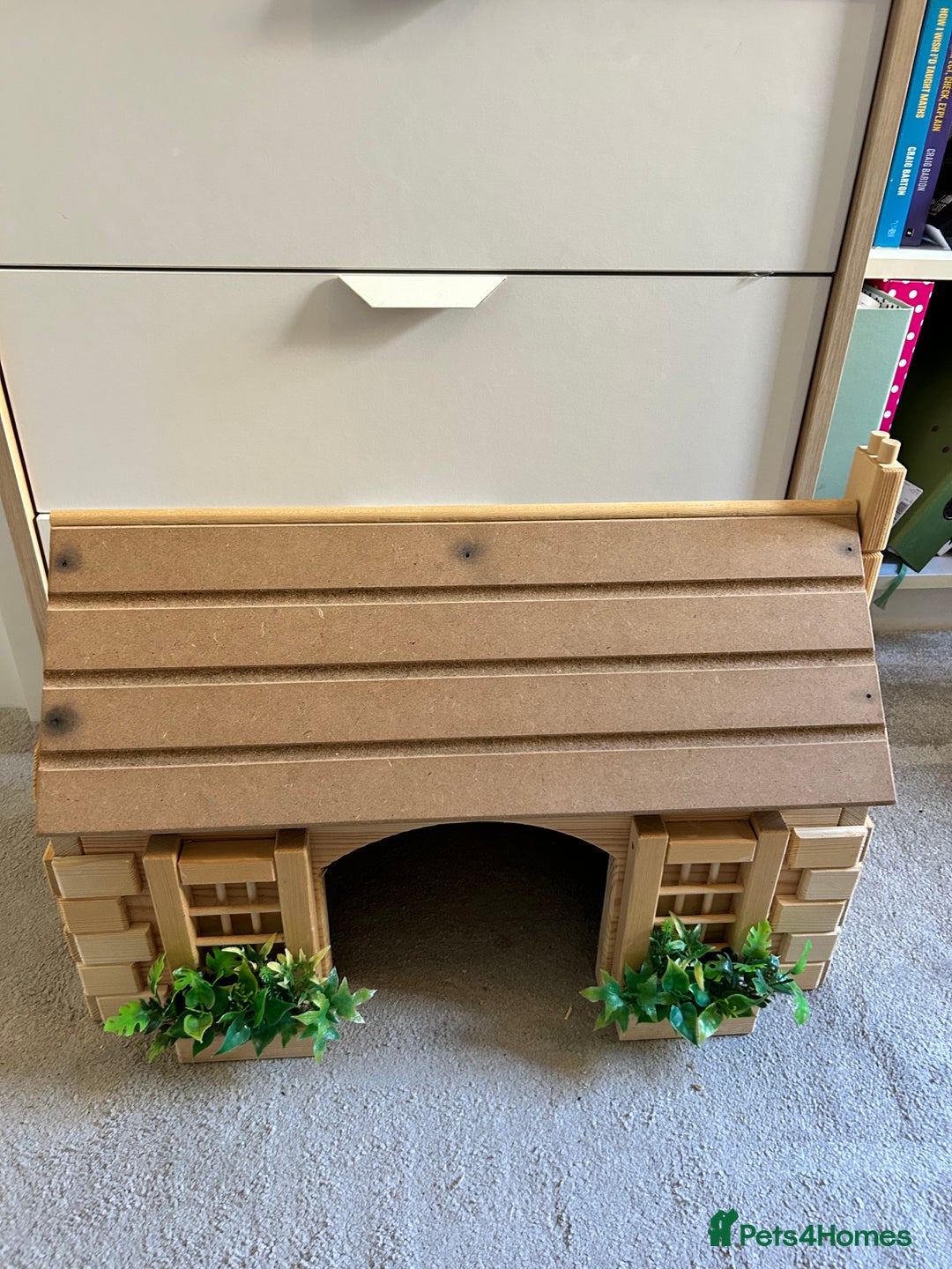Hermann Tortoise reptiles for sale: Two Dwarf Hermann Tortoises & full set-up - Image 15