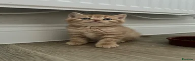 British Shorthair 3
