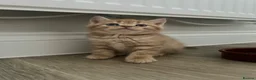 British Shorthair cats for sale: PEDIGREE BSH KITTENS  - Advert 15
