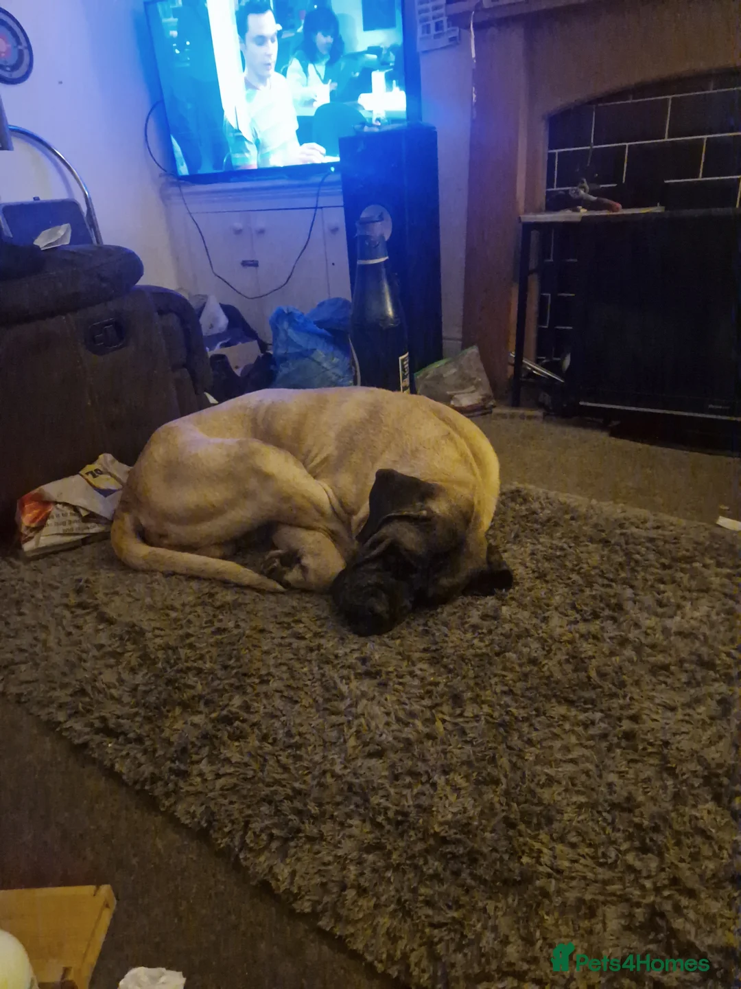 Presa Canario dogs for stud: Stud male - Advert 1