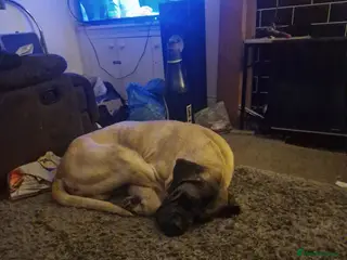 Presa Canario dogs Stud male - Advert 1