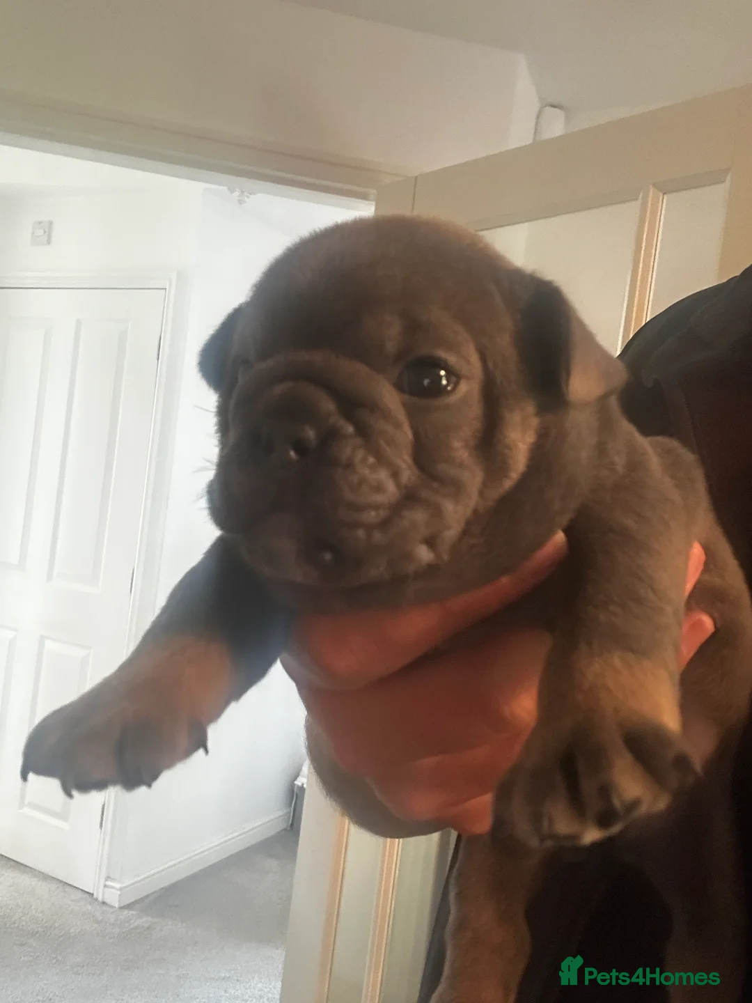 Mixed Breed dogs for sale:  Beautiful F1 Freelance Bulldogs Puppies! - Advert 18