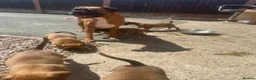 Boxer dogs for sale: Beautiful  boxer puppies 🐶❤️ - Advert 9