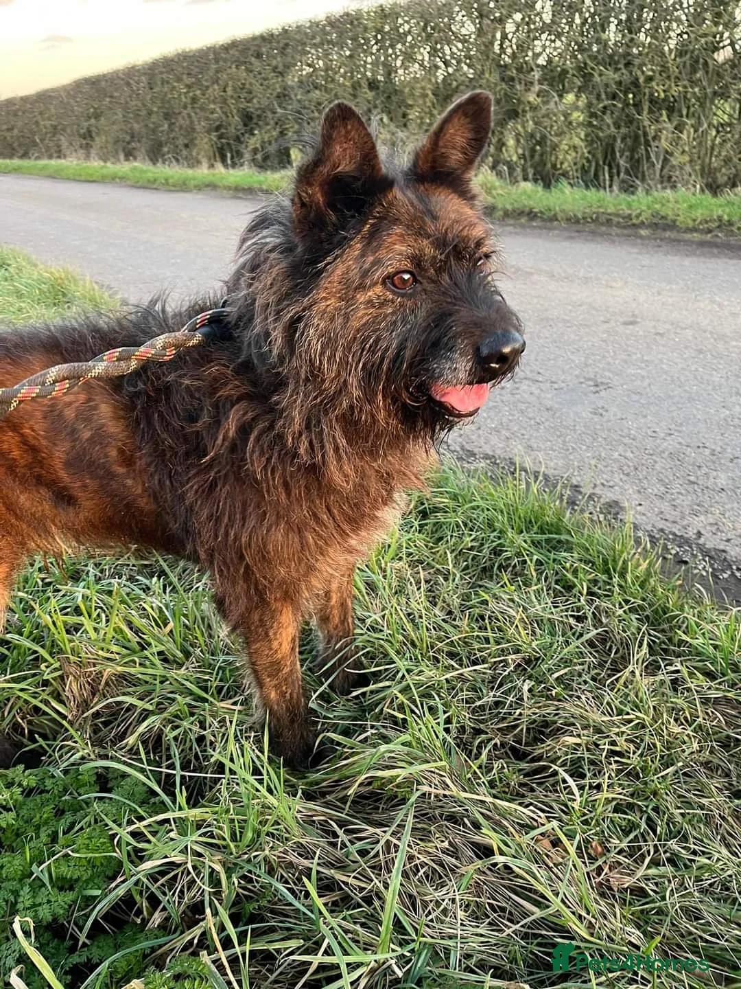 Mixed Breed dogs for adoption: Meet Aran, currently residing in Cheshire  in Nantwich - Advert 9