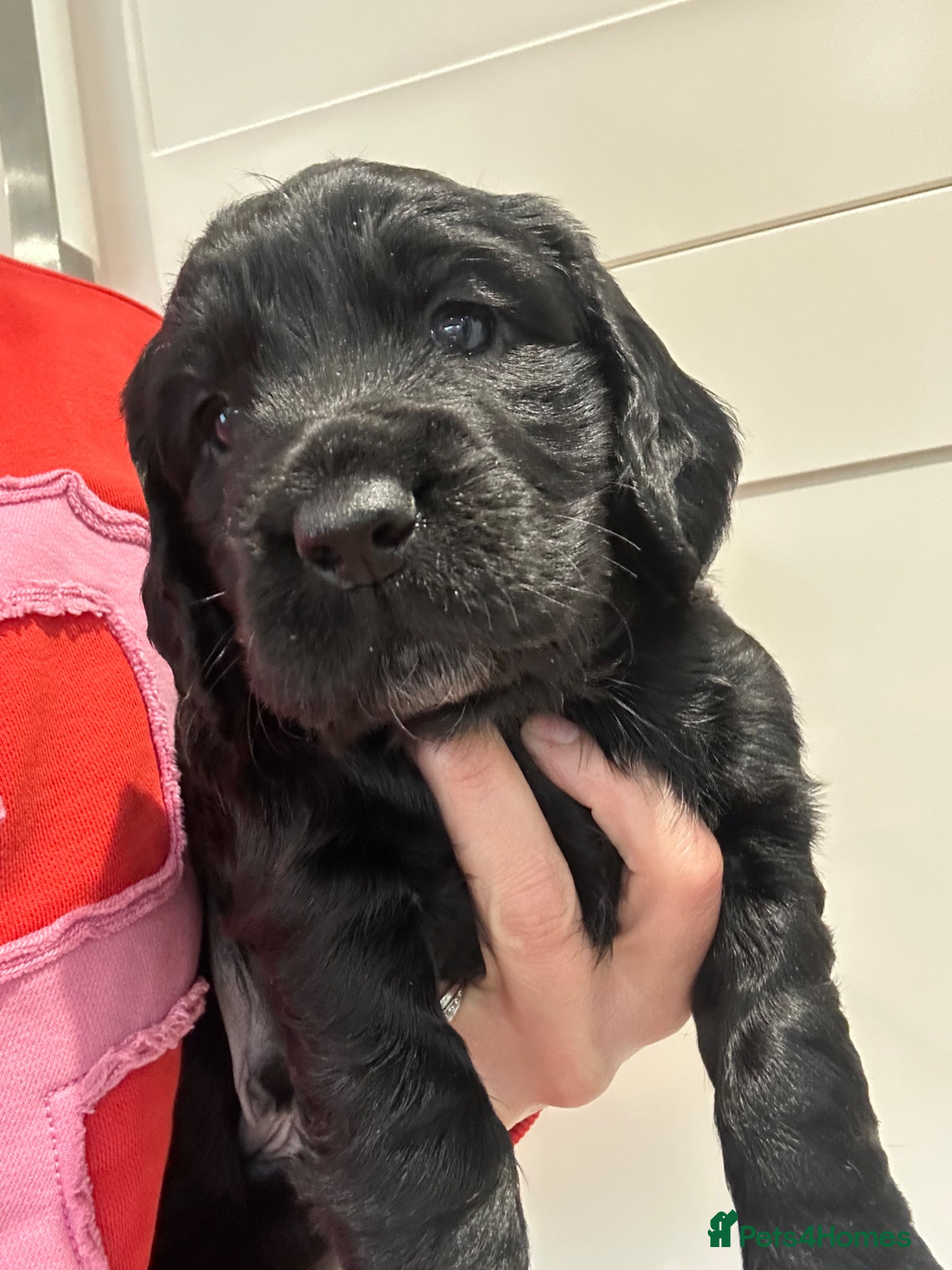 Cocker Spaniel dogs Cocker Spaniel Puppies - Advert 4