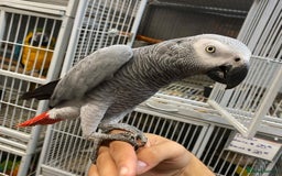 Parrots birds for sale: Tamed African Grey Parrots Available For Sale - Image 5