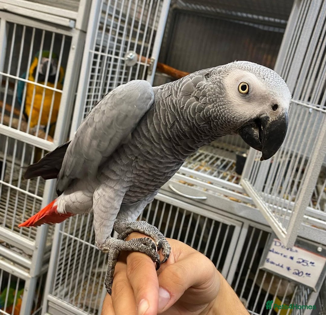 Parrots birds for sale: Tamed African Grey Parrots Available For Sale - Image 5