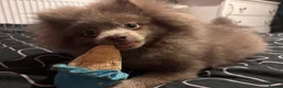 Pomeranian dogs for sale: Antonio / Tonio - Advert 7