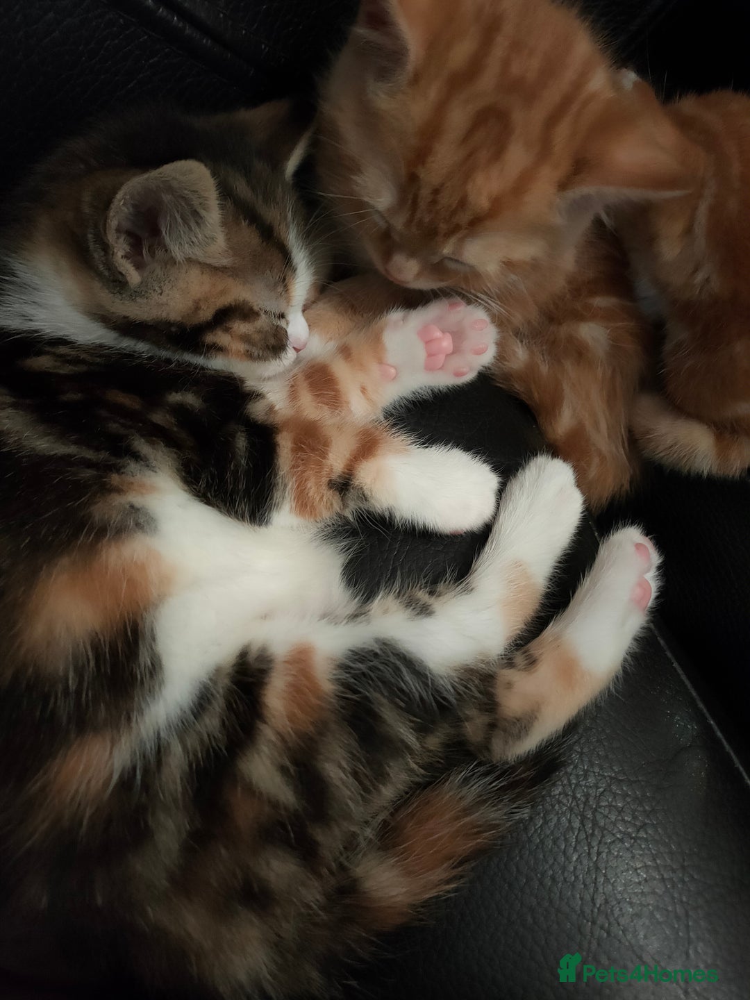 Bengal cats for sale: Adorable kittens looking for loving home. - Advert 5
