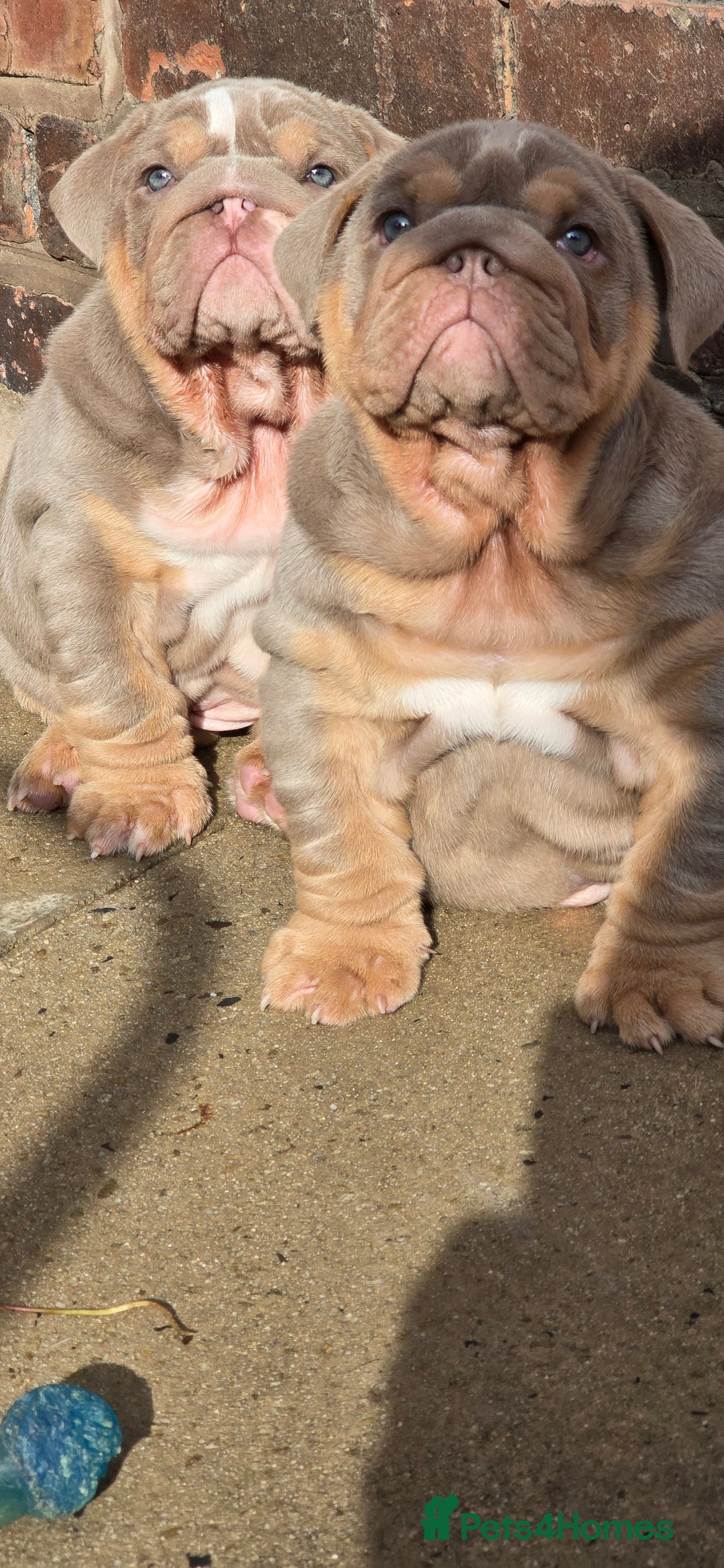 English Bulldog dogs for sale: 💥💥ENGLISH BULLDOG 💥💥 in Manchester - Image 21