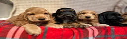 Cocker Spaniel dogs for sale: STUNNING COCKER SPANIEL PUPPIES  - Advert 18
