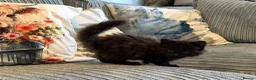 Ragdoll cats for sale: Gorgeous male brown ragdoll cross kitten for sale - Advert 18