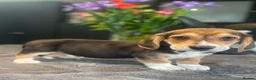 Mixed Breed dogs for sale: Beautiful Corgi cross basset pups 🐾 - Advert 8