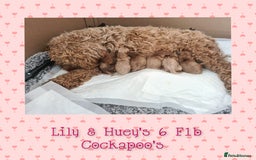 Cockapoo dogs for stud: Stunning proven KC reg Red Miniature Poodle in Cannock - Image 16