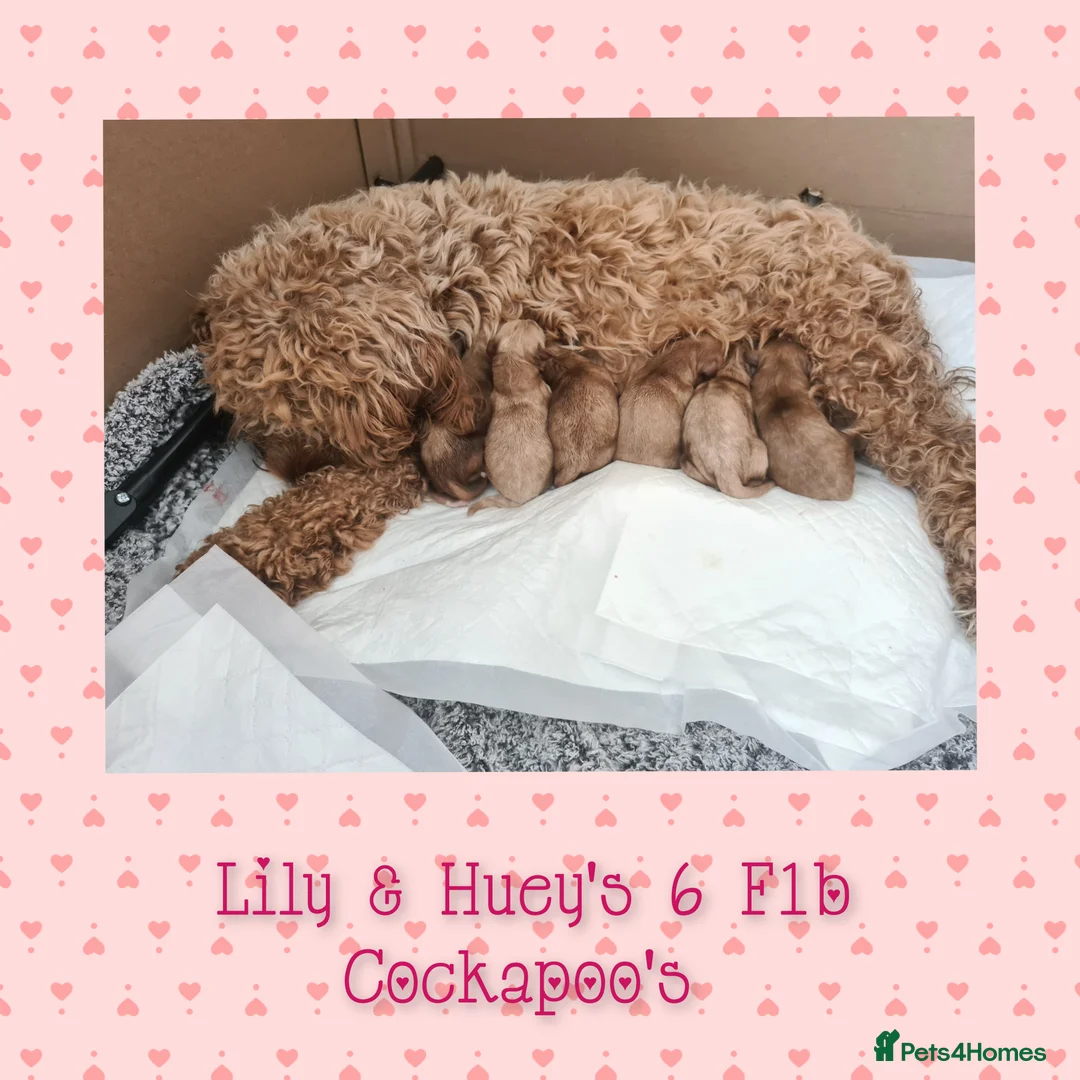 Cockapoo dogs for stud: Stunning proven KC reg Red Miniature Poodle in Cannock - Advert 16
