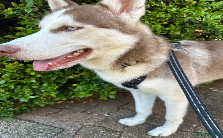 Siberian Husky dogs - Advert 2