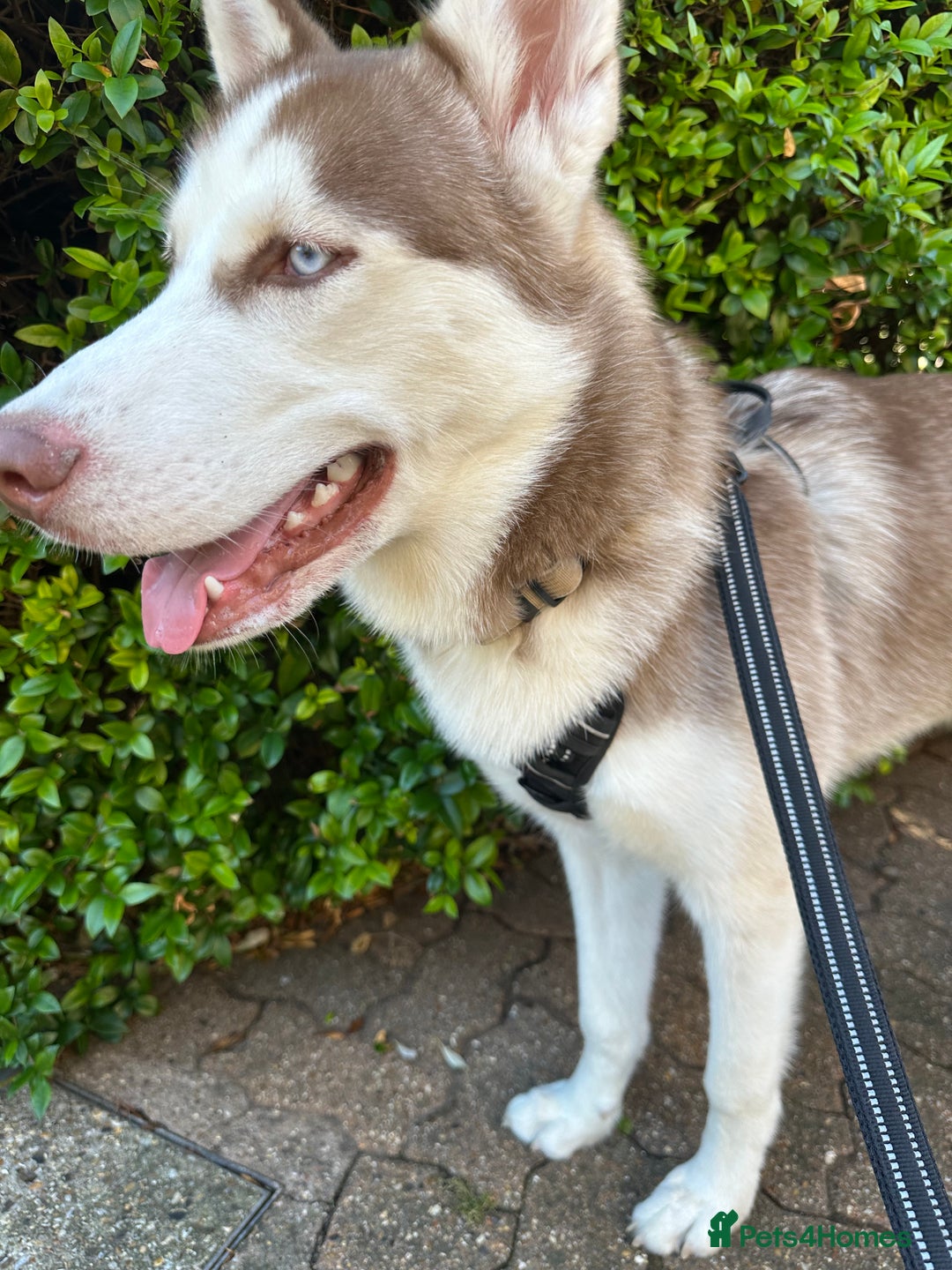 Siberian Husky dogs for sale: Hugo  - Image 1