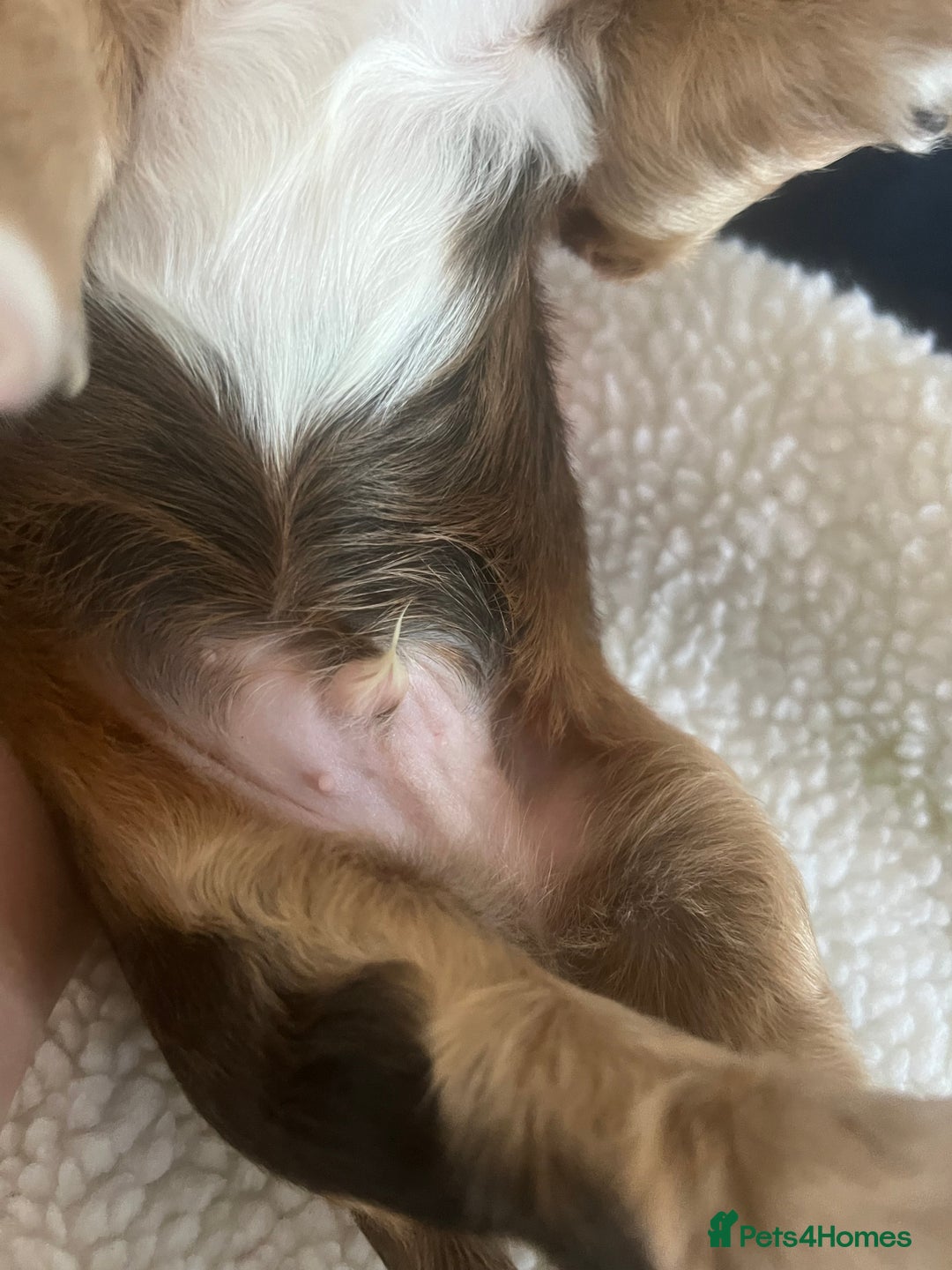 Cockapoo dogs for sale: Cockerpoo Male  - Image 10