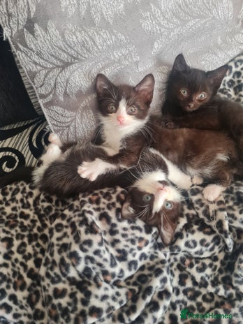 Mixed Breed cats - Advert 2