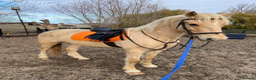 British Warmblood horses for sale: 9yr old warmblood x con palomino gelding in Tilbury - Advert 6