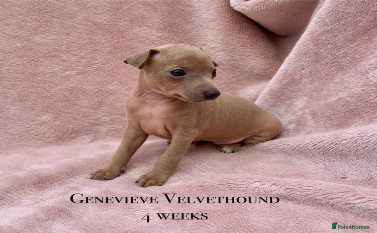 Italian Greyhound dogs - Advert 1