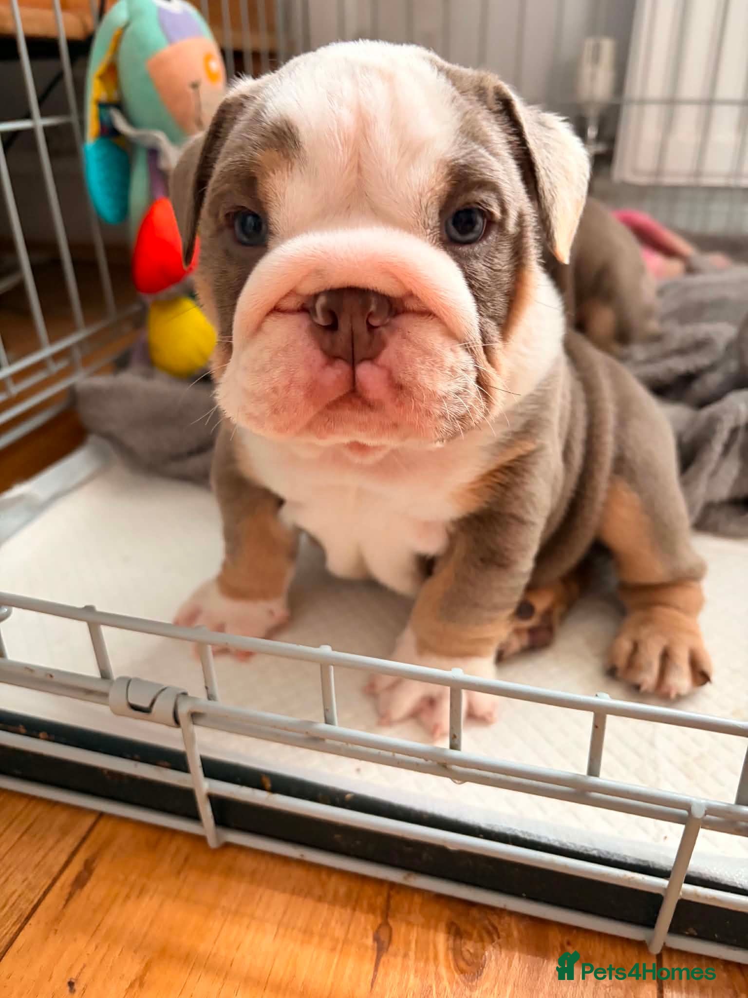 English Bulldog dogs Amazing English Bulldog Puppies - Advert 14