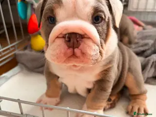 English Bulldog dogs Amazing English Bulldog Puppies - Advert 6