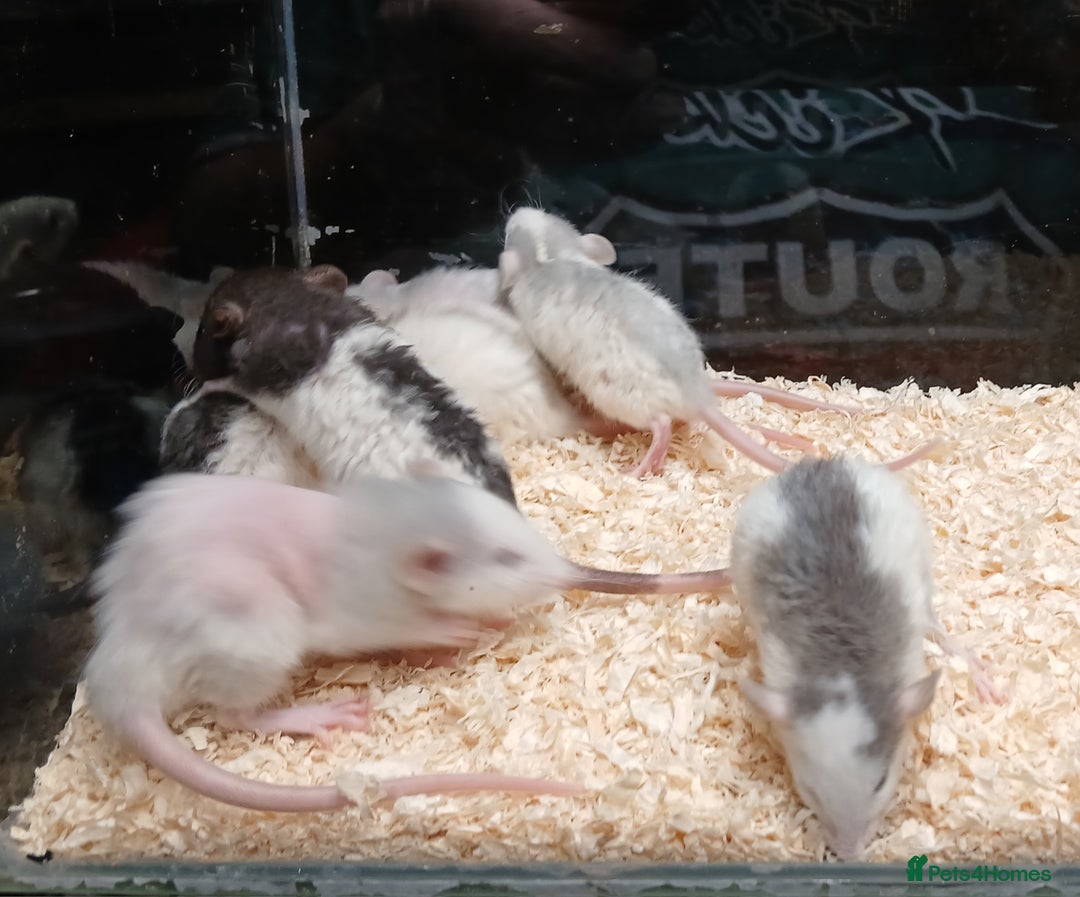 Rat rodents for sale: Baby Dumbo Rats Normal - Rex Furred  - Advert 11