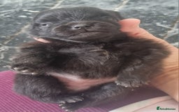 Pomeranian dogs for sale: Beautiful litter of poms  - Image 7