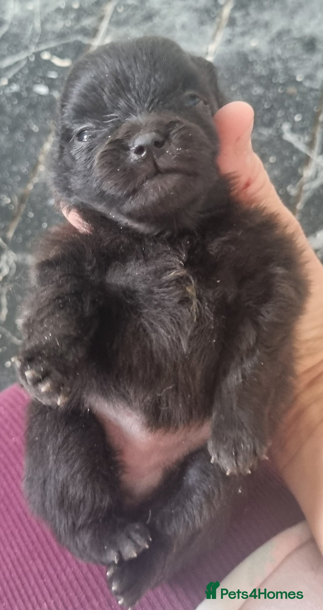 Pomeranian dogs for sale: Beautiful litter of poms  - Image 7