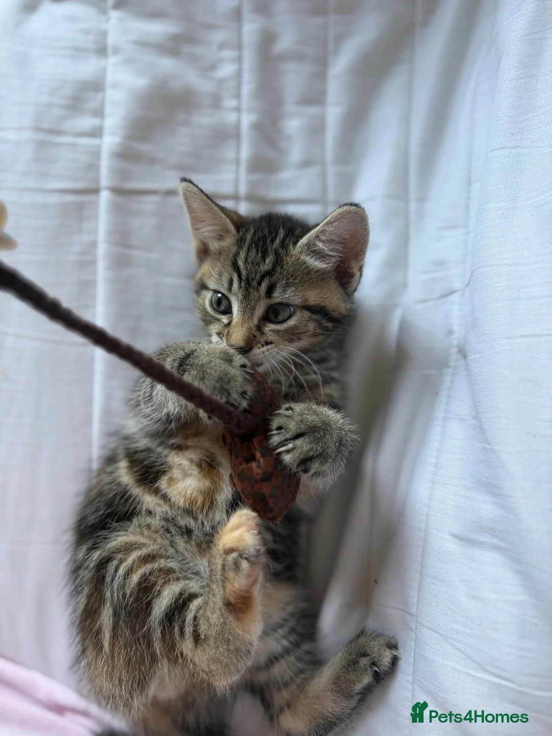 Domestic Shorthair cats for sale: 3 pretty little kittens *1 Male*2 Female* - Advert 12