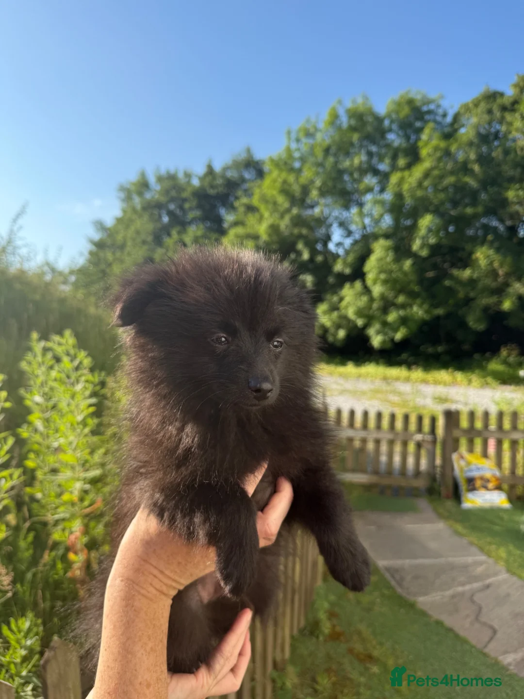 Pomeranian dogs for sale: Beautiful Russian Pomeranian Male - Advert 1