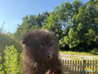 Pomeranian dogs Beautiful Russian Pomeranian Male - Advert 4