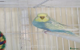 Budgerigars birds for sale: Lovebirds and budgies  - Image 8