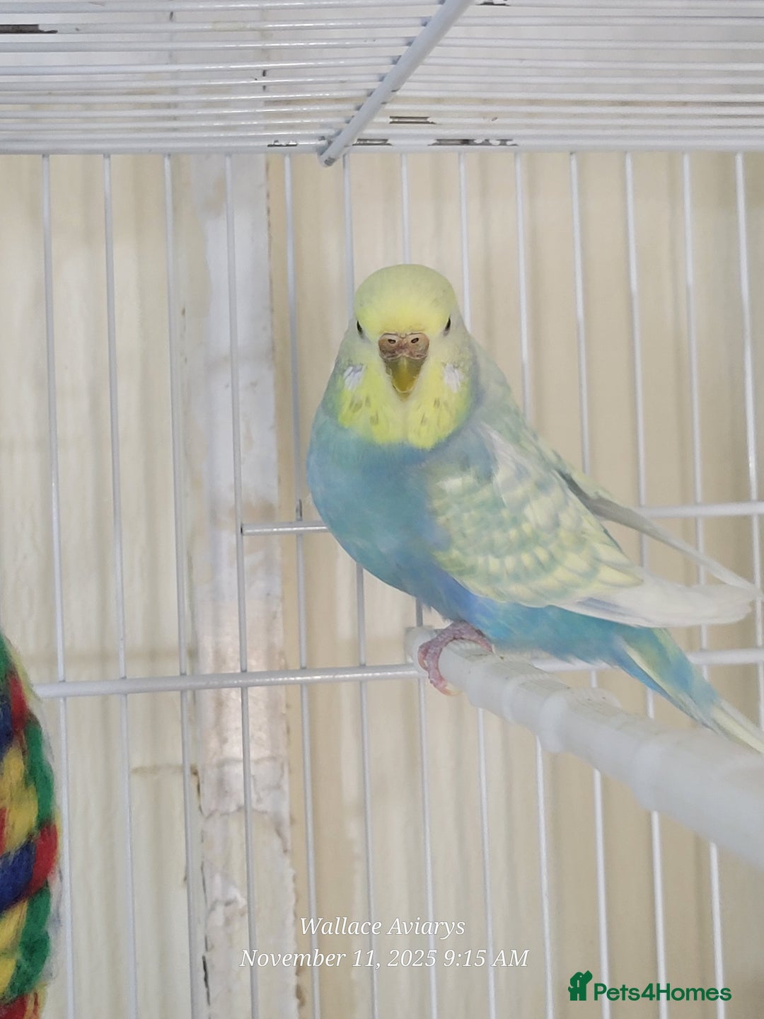 Budgerigars birds for sale: Lovebirds and budgies  - Image 8