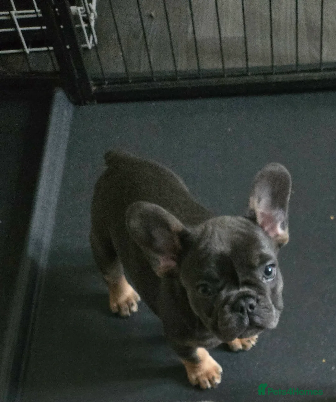 French Bulldog dogs for sale: 7 BEAUTIFUL French bulldogs puppies  - Advert 14