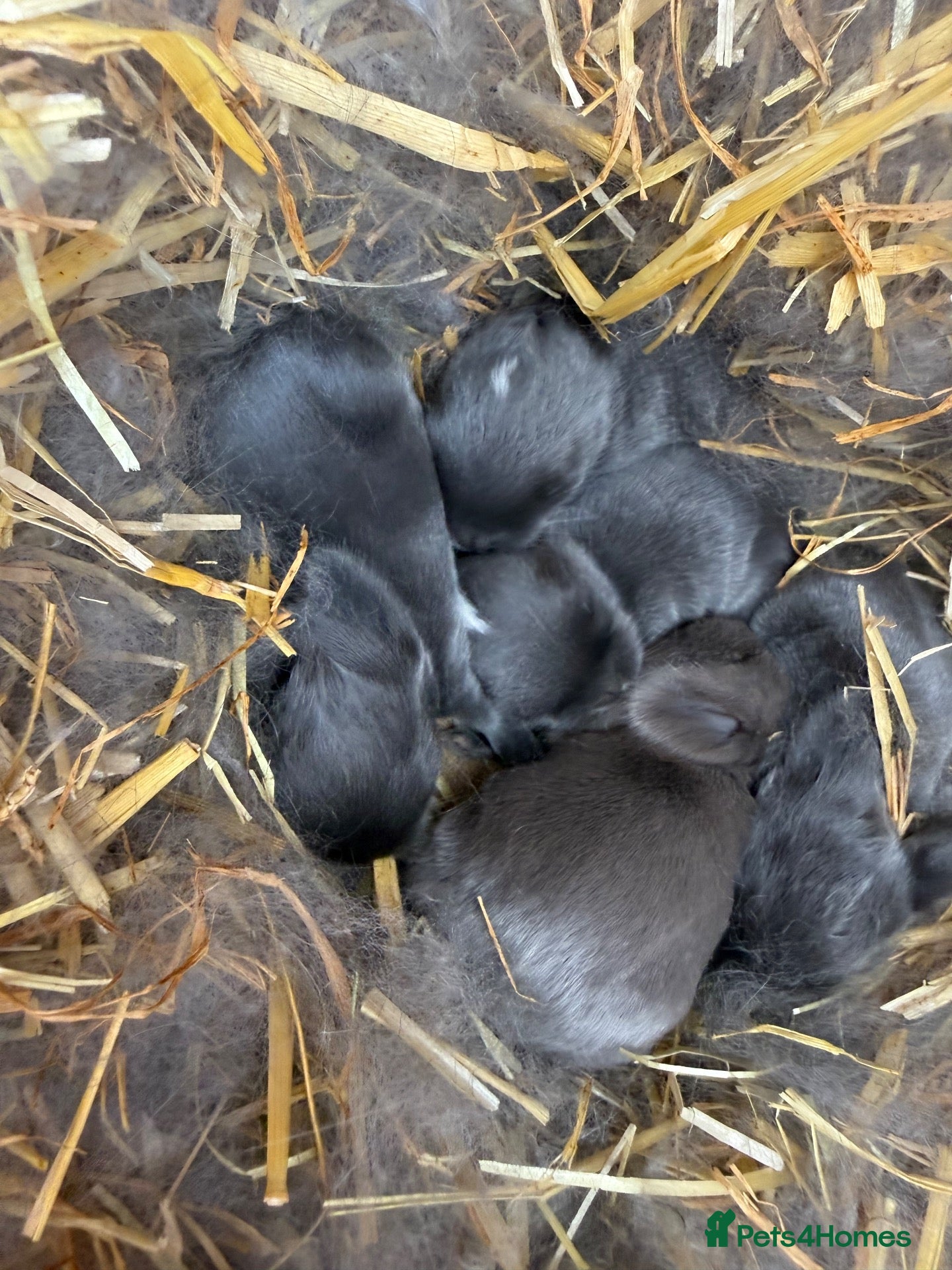 Mini Lop rabbits 8 Mini Lops - Waiting list open - Advert 2