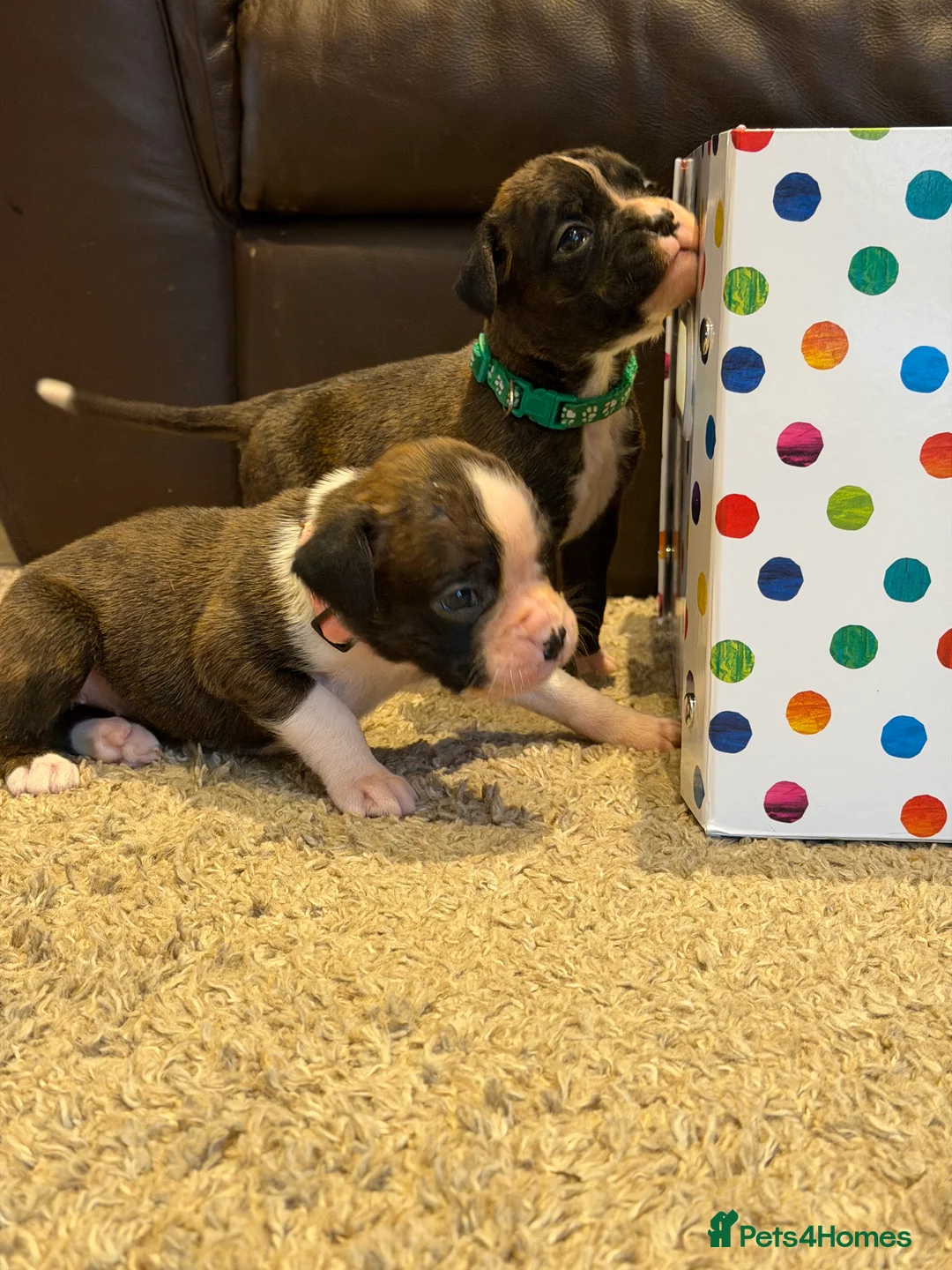 Boxer dogs for sale: Adorable litter of KC registered boxer puppies  - Advert 7